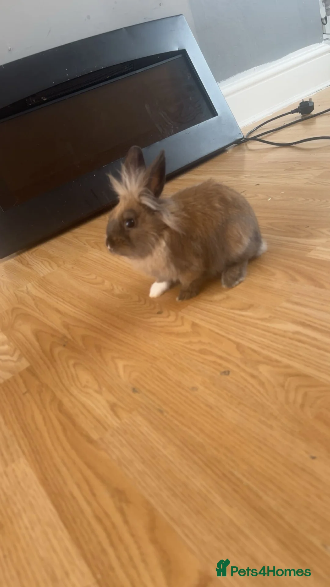 Mini Lion Lop rabbits for sale: Friendly mini lion lop boy born may 10th  in Saint Leonards-on-sea - Advert 1