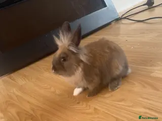 Mini Lion Lop rabbits Friendly mini lion lop boy born may 10th - Advert 3