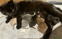 British Shorthair cats for sale: 🍩chocolate , lilac, blue , black GCCF , ready Jan - Advert 1