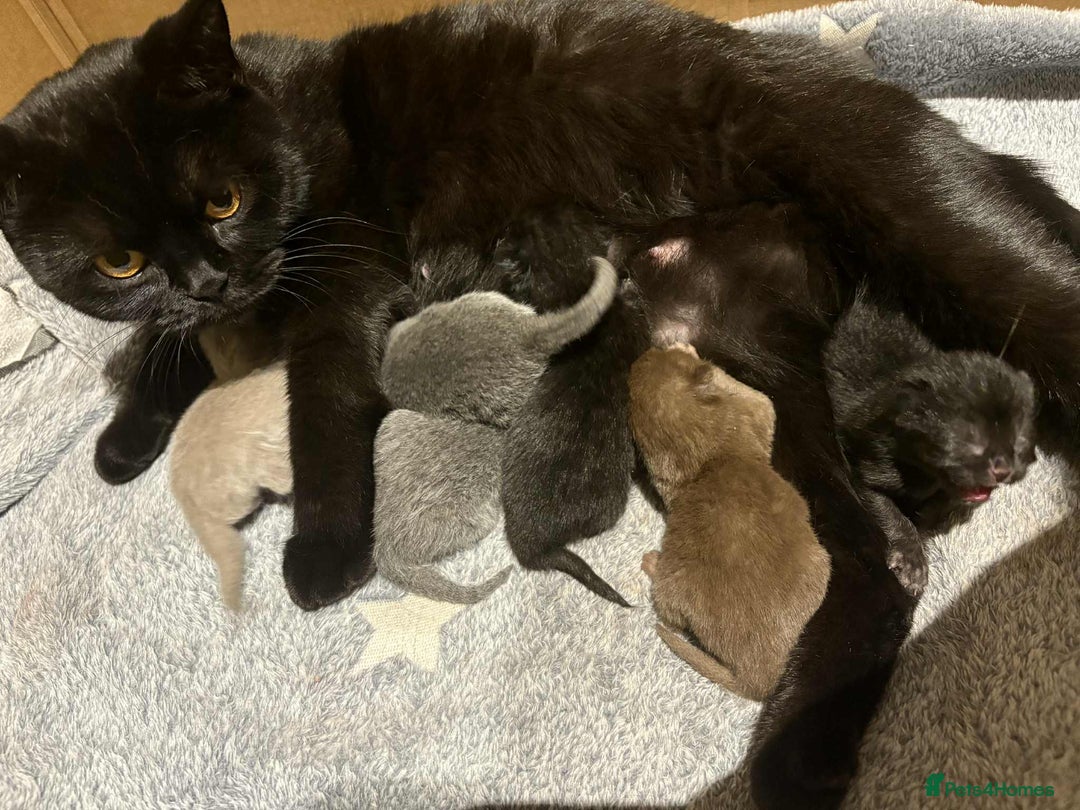 British Shorthair cats for sale: 🍩chocolate , lilac, blue , black GCCF , ready Jan - Advert 1