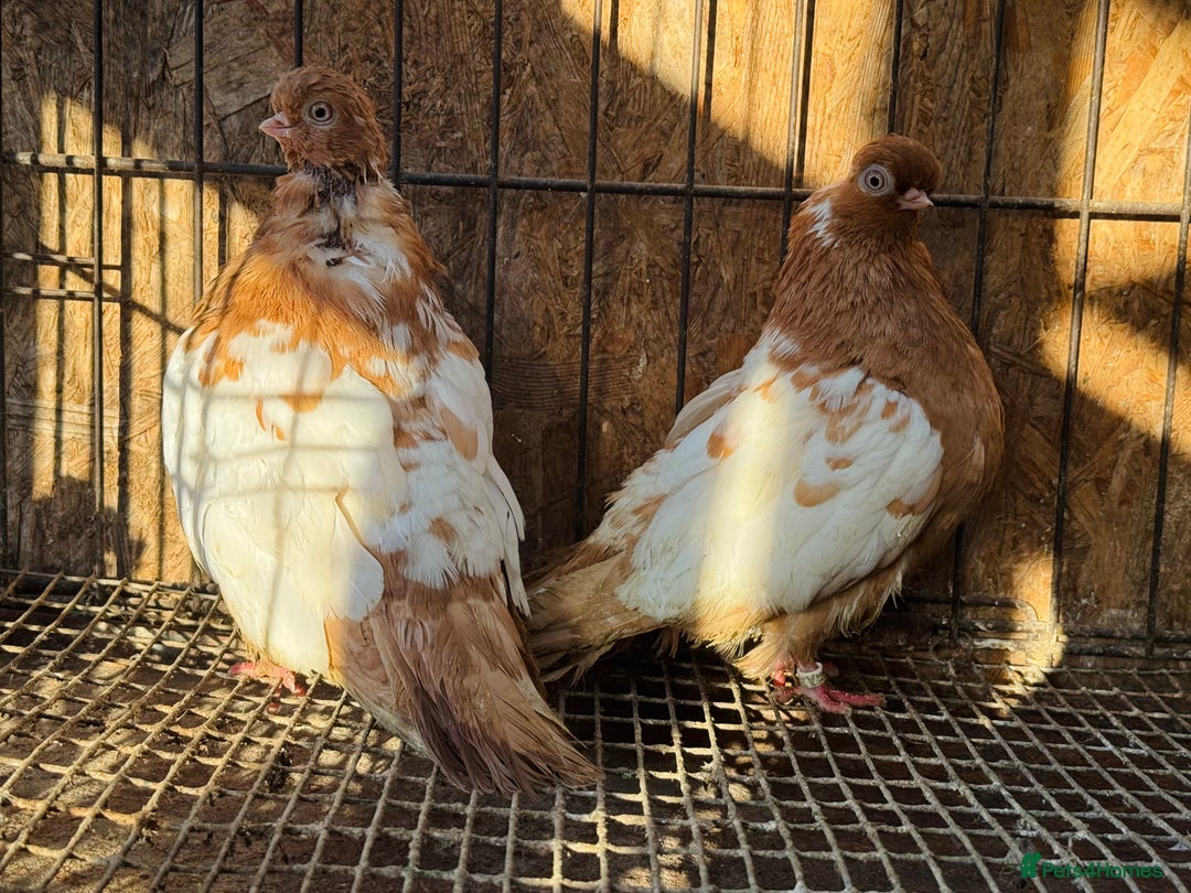 Pigeons birds for sale: RARE ENGLISH SHORTFACE TUMBLERS - Advert 5