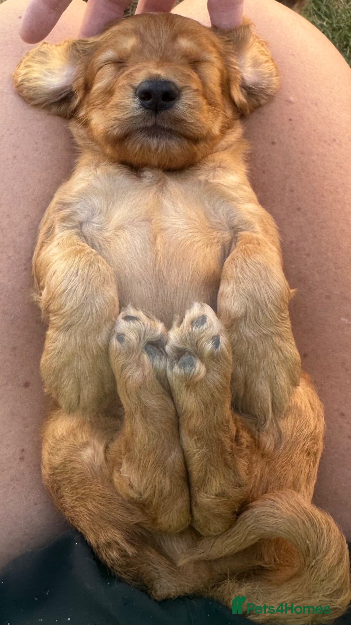 Cocker Spaniel dogs Beautiful litter of cocker spaniel puppies - Advert 1