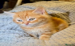 Domestic Shorthair cats for sale: Real life Garfield🤩 - Image 13