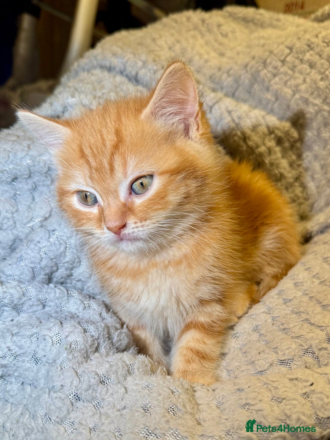 Domestic Shorthair cats for sale: Real life Garfield🤩 - Image 13