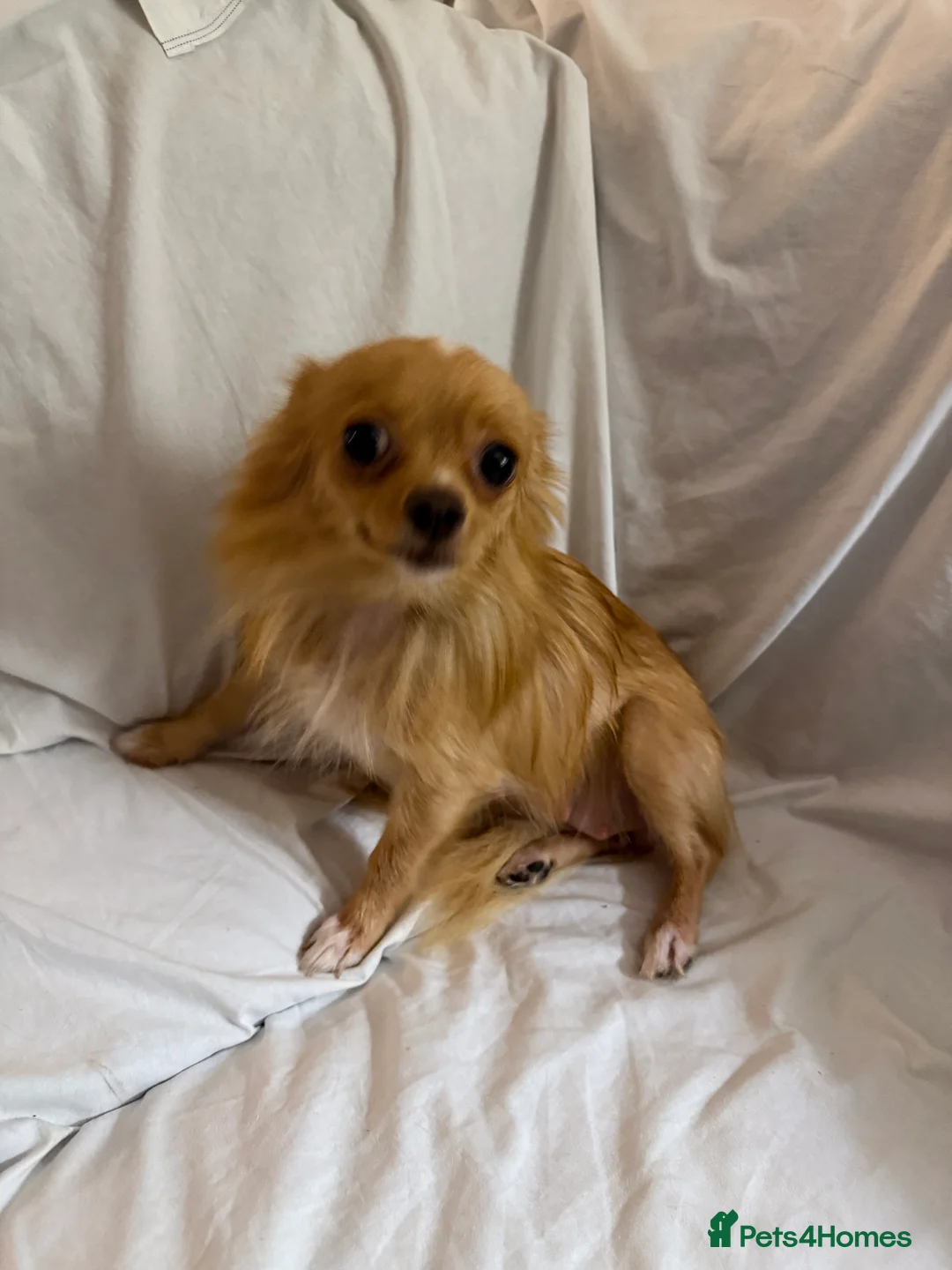 Pomeranian dogs for sale:     💎 STUNNING POMERANIAN PUPPIES AVAILABLE NOW - Advert 2