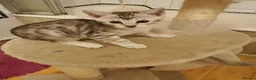Bengal cats for sale:  Silver, Snow & brown Spotted Bengal kottenss - Advert 12
