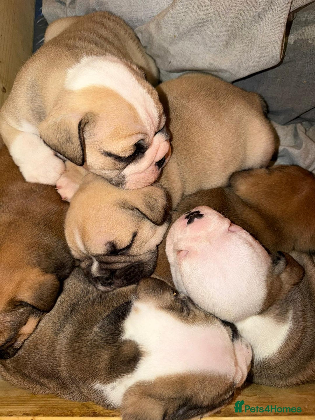 English Bulldog dogs for sale: English Bulldog Puppies Coloured  - Advert 13