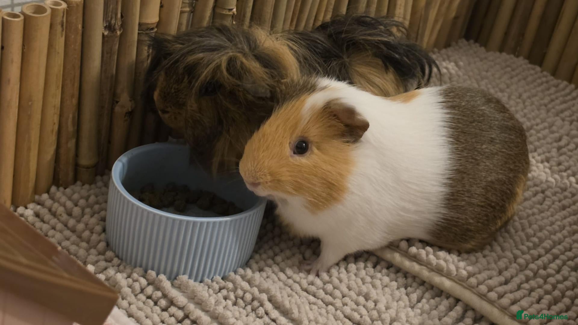 Guinea Pig rodents for sale: Guinea Pigs Looking for new home - Advert 1