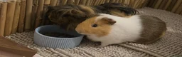 Guinea Pig rodents for sale: Guinea Pigs Looking for new home - Advert 1