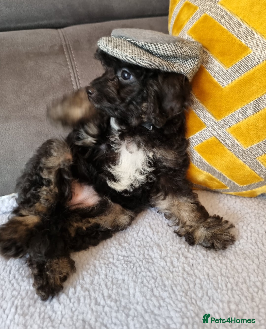 Cockapoo dogs for sale: Fully Vaccinated, Adorable small Cockapoo puppies - Image 6