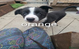 Mixed Breed dogs for sale: Beautiful Border collies/kelpie puppies - Image 3