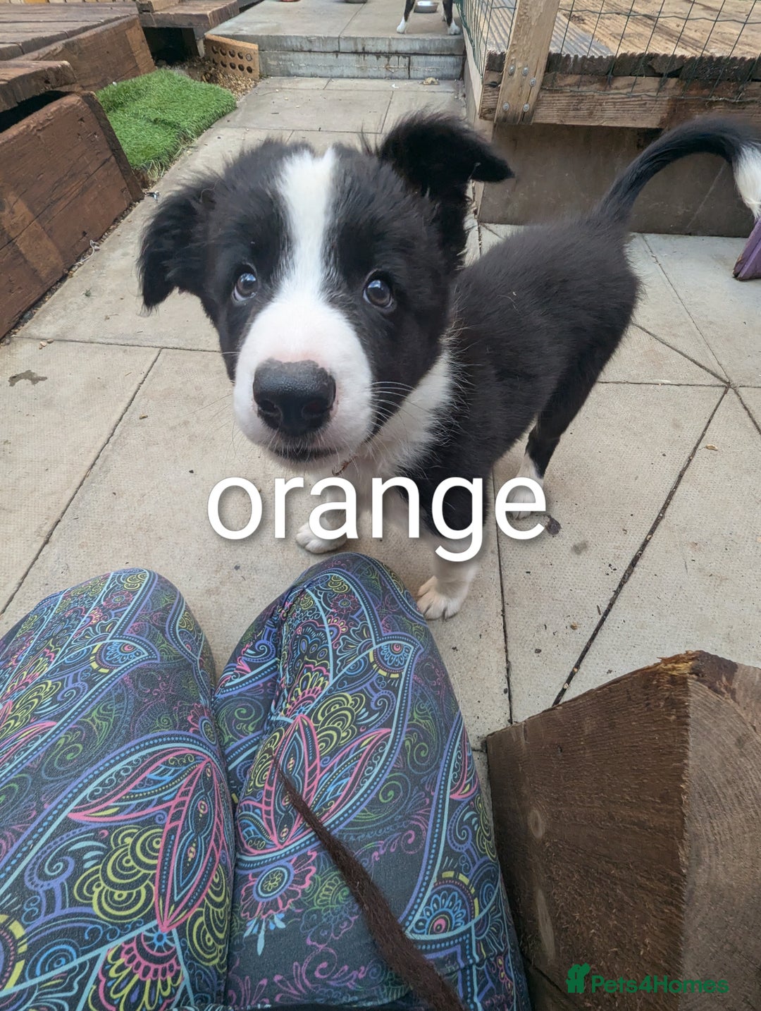 Mixed Breed dogs for sale: Beautiful Border collies/kelpie puppies - Image 3
