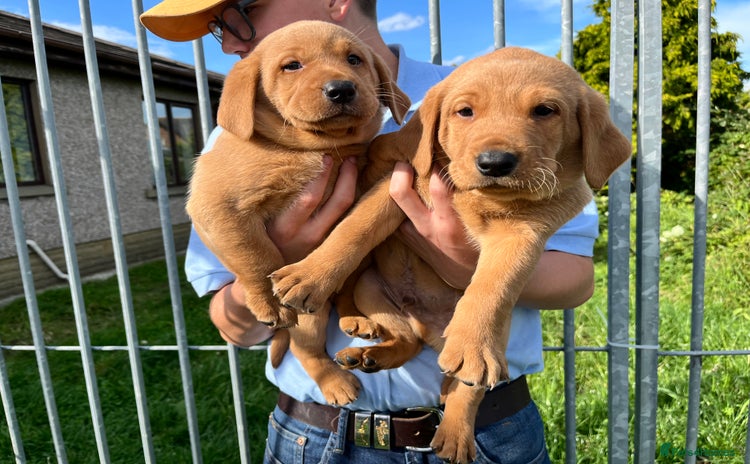 Labrador Retriever dogs - Advert 2