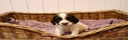 English Springer Spaniel dogs for sale: 1 BOY LEFT!! Working Bred Springer Spaniel.  - Advert 22