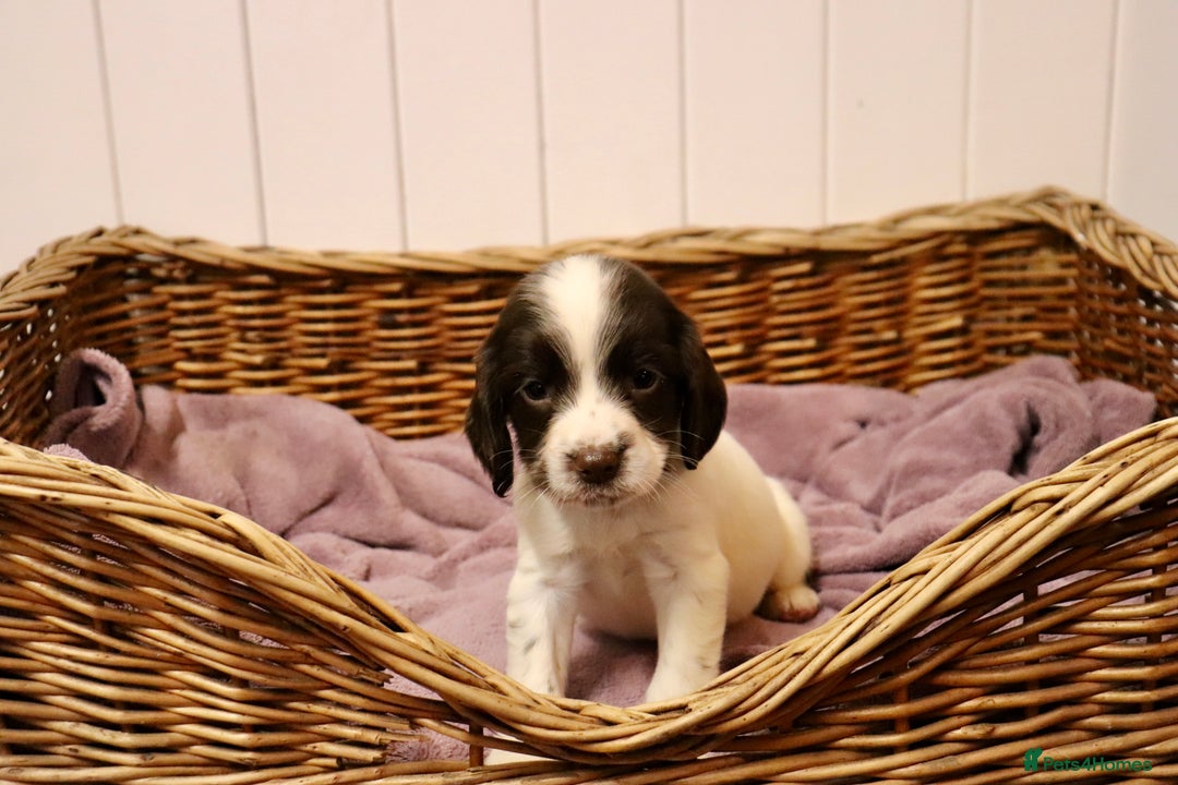 English Springer Spaniel dogs for sale: Working Bred Springer Spaniel Puppies For Sale.  - Image 17