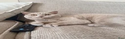 British Shorthair cats for sale: Make lilac British short hair  - Advert 11