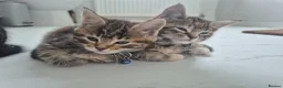 Maine Coon cats for sale: Beautiful Maine Coon X Ginger Kittens Sale - Advert 10