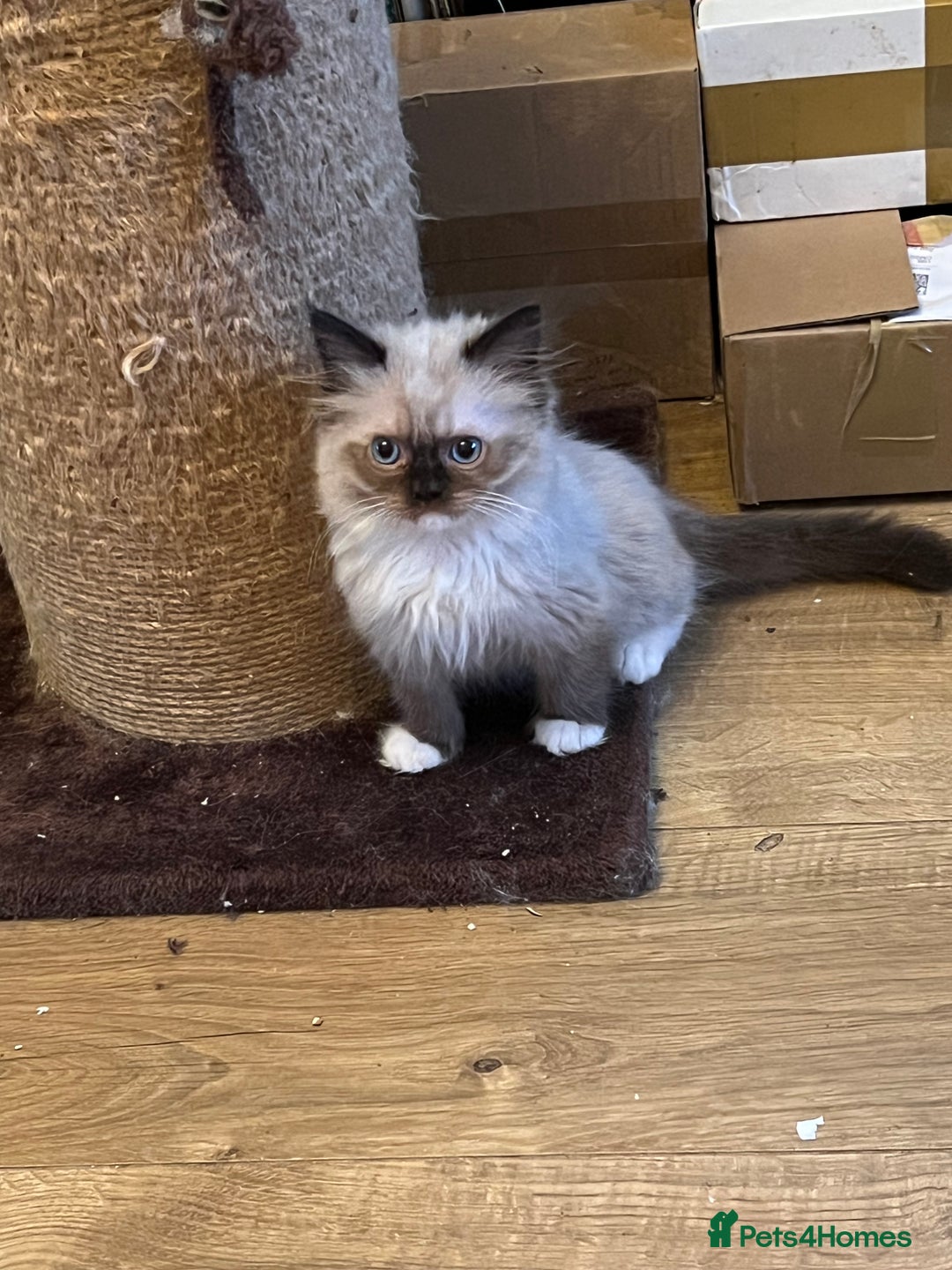 Ragdoll cats for sale: Beautiful Ragdoll kittens  - Image 13