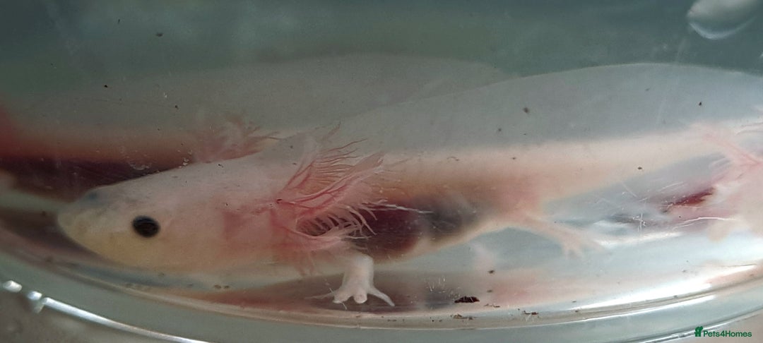Axolotl reptiles for sale: Axolotls  - Image 10