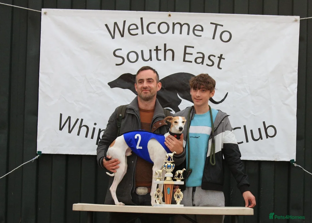 Whippet dogs for stud: Stunning KC registered boy for stud - Advert 9