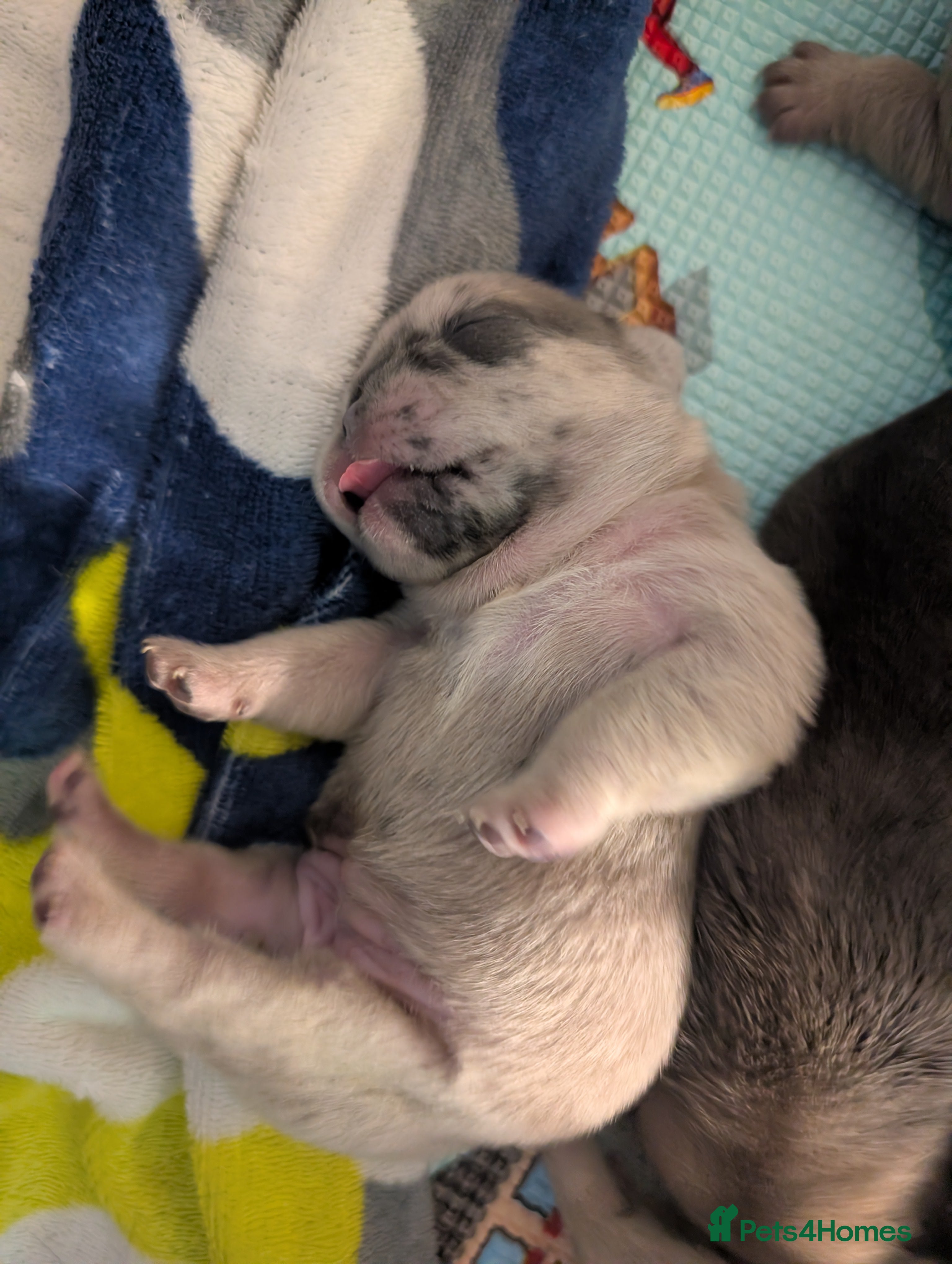 Frug dogs Beautiful litter of frugs  - Advert 4