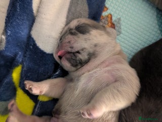 Frug dogs Beautiful litter of frugs - Advert 5