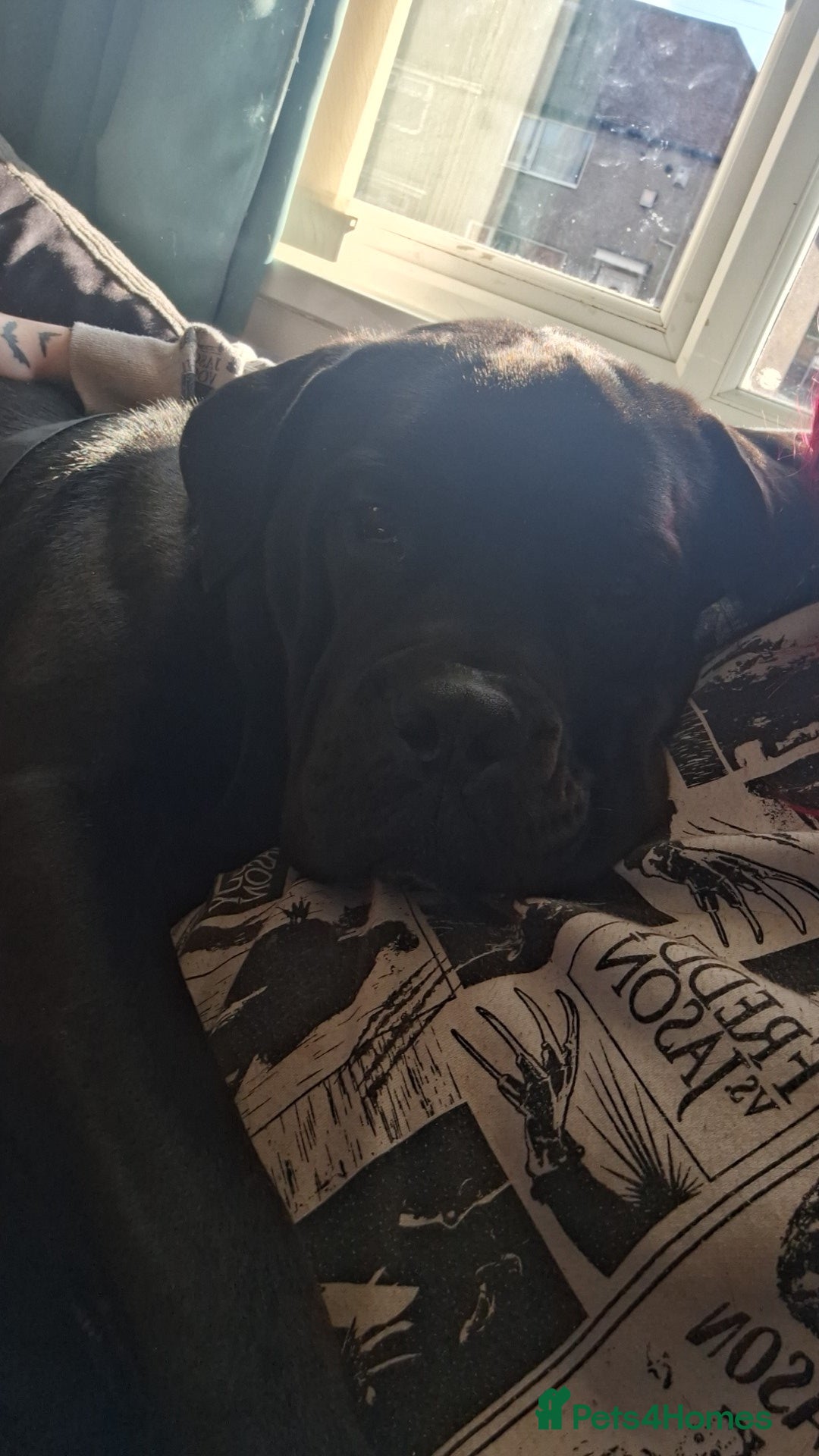 Cane Corso dogs for sale: Gorgeous boy for re homing - Image 2