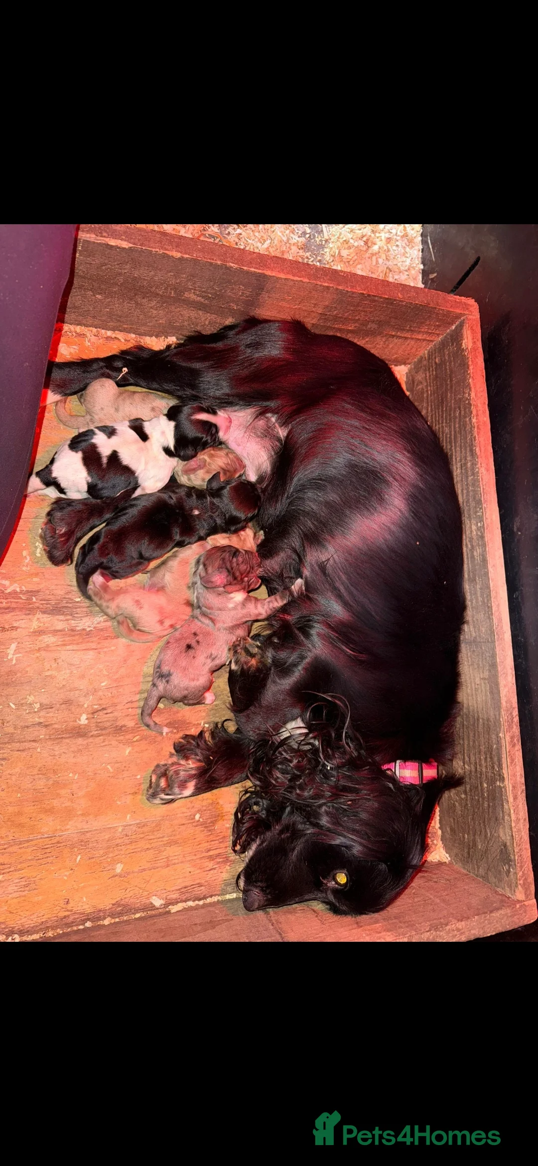 Cocker Spaniel dogs for stud: Merle Cocker Spaniel stud  - Advert 4