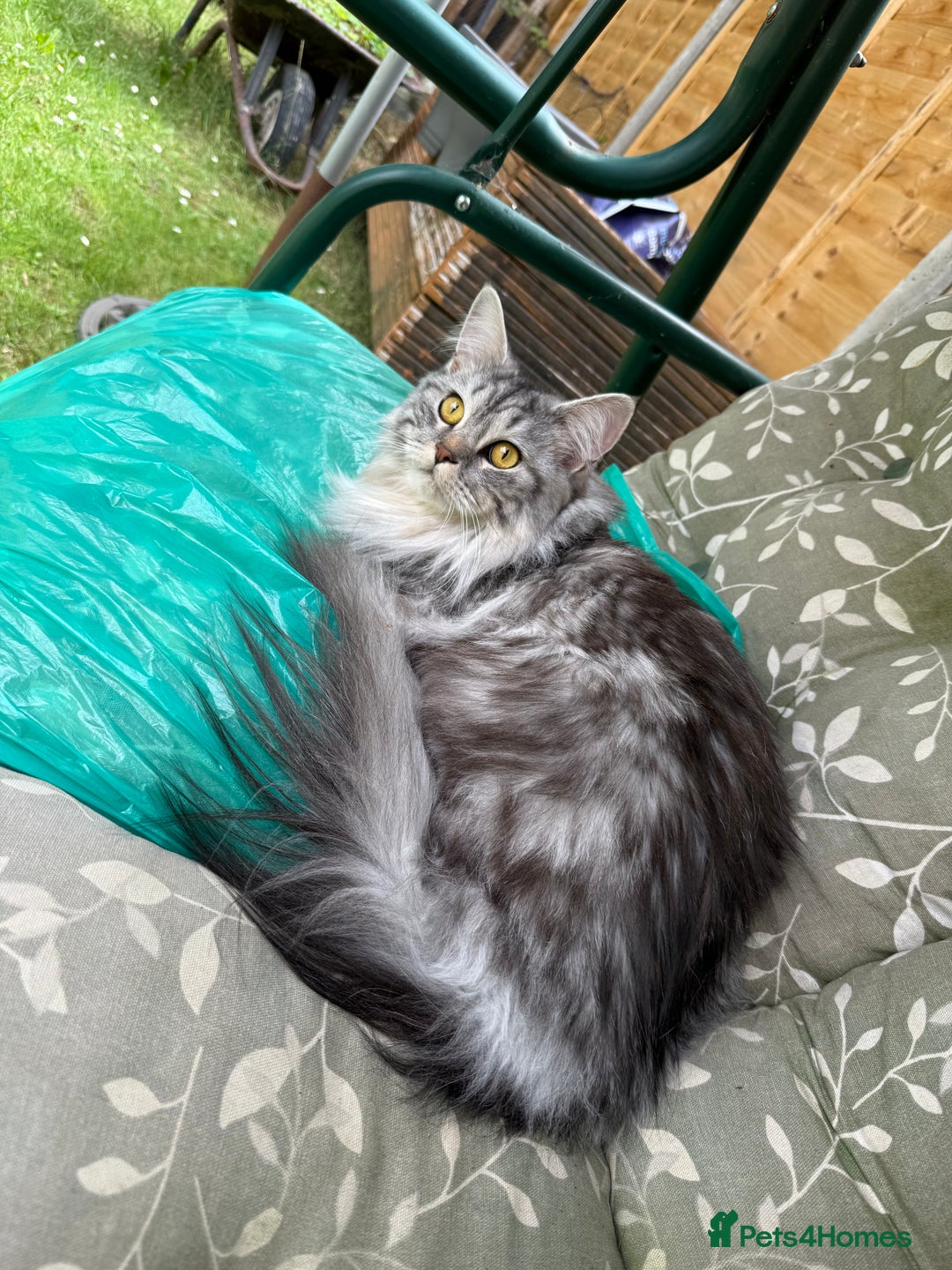 Mixed Breed cats for sale: 2 cats up for rehoming  - Image 2