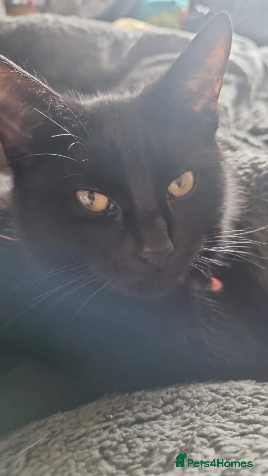 Mixed Breed cats for sale: 2 male kittens left - Advert 4
