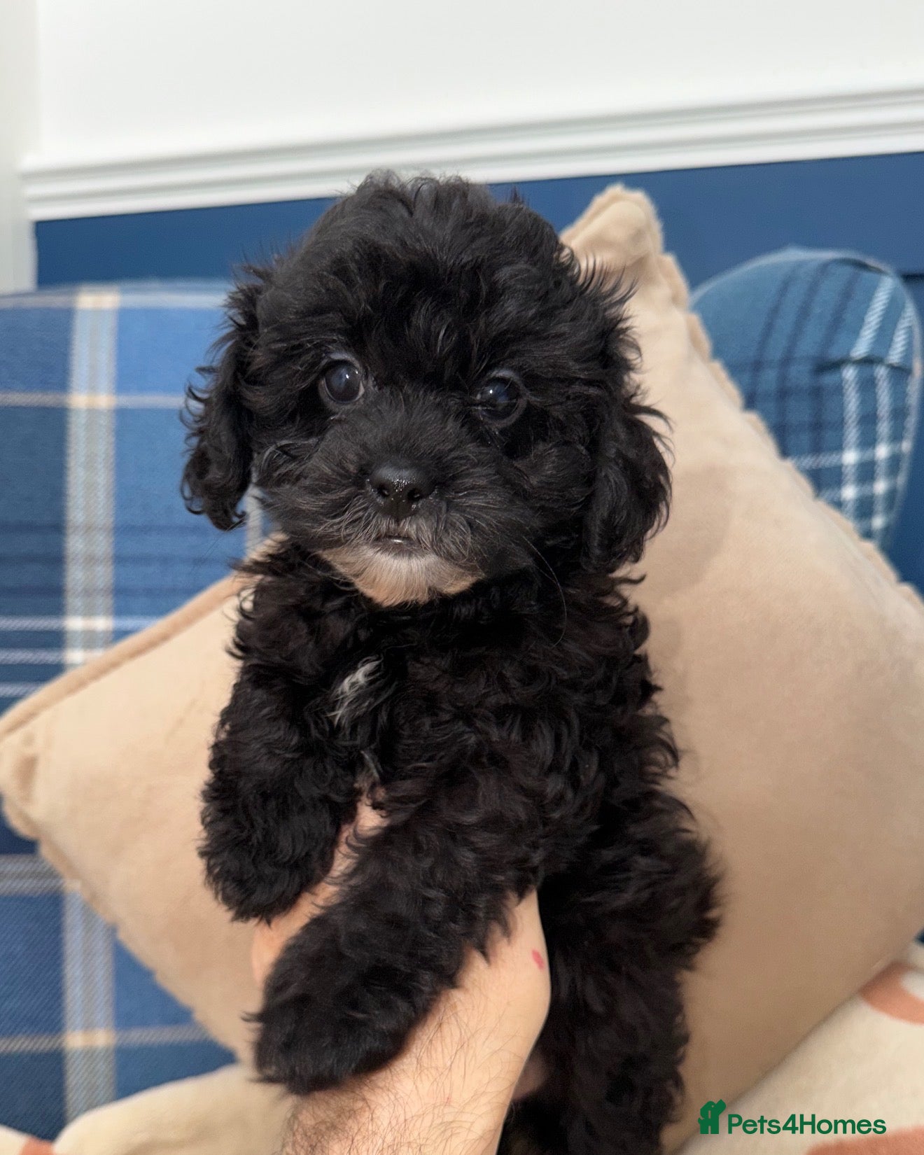 Shihpoo dogs Stunning Shihpoo Puppies READY NOW - Advert 2