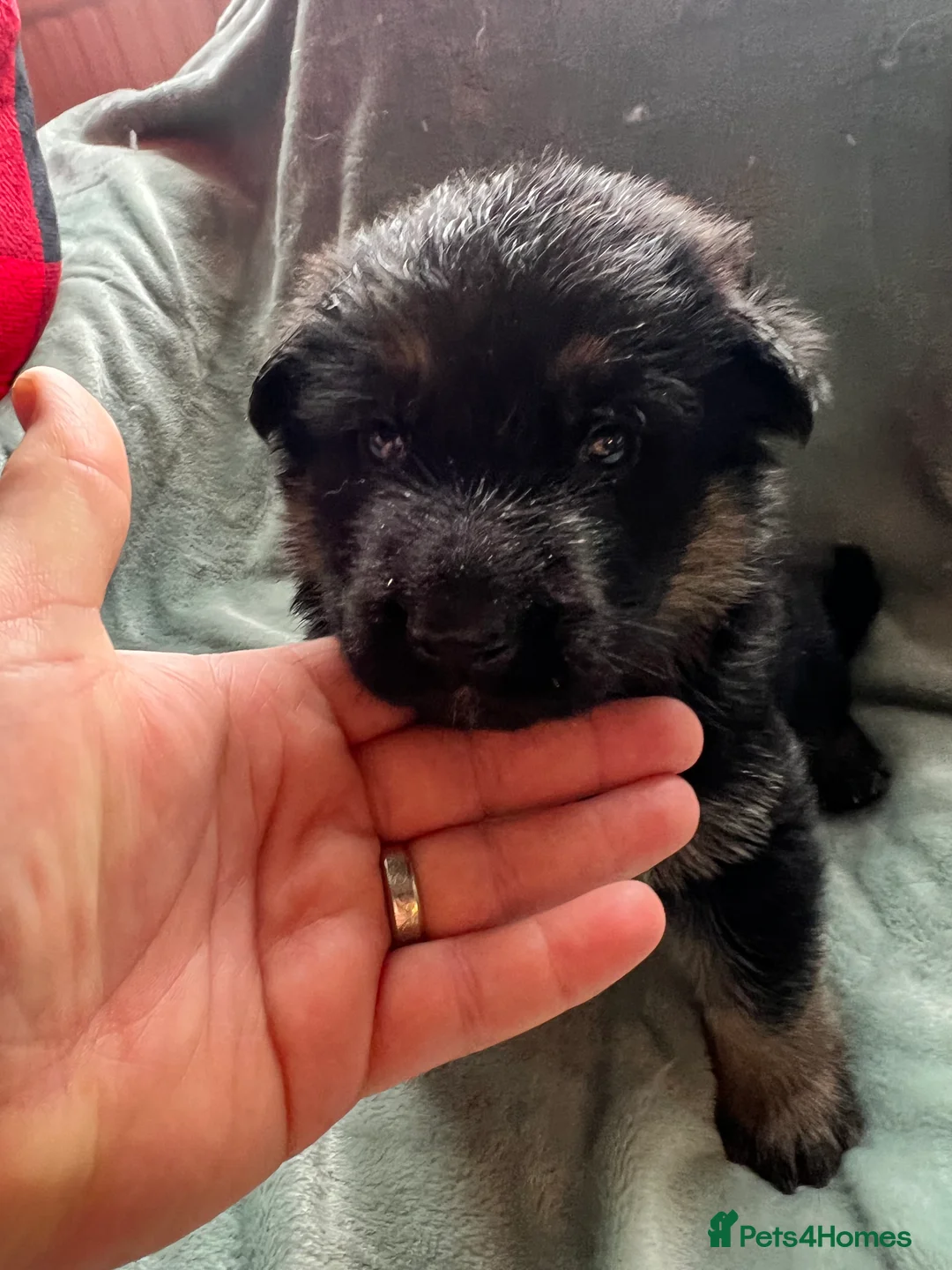 German Shepherd dogs for sale: The most stunning German Shepherd puppies - Advert 13