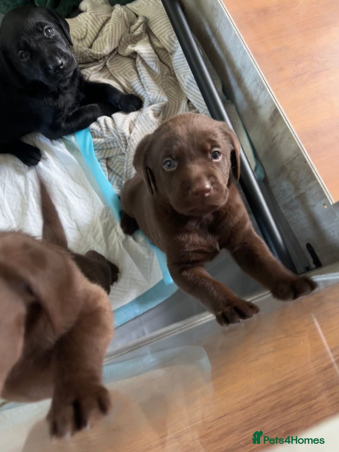 Labrador Retriever dogs for sale: Chocolate and Black Labrador Puppies - Advert 15
