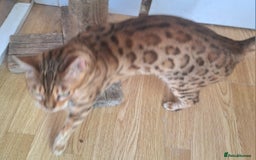 Bengal cats for sale: SBT Tica Bengal retired female Venus - Advert 12