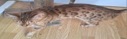 Bengal cats for sale: SOLD  PURE SBT Tica Bengal retired female Venus - Advert 12