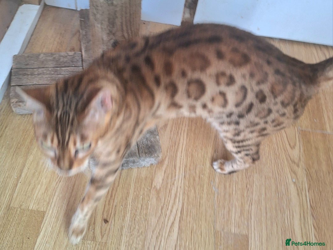 Bengal cats for sale: SBT Tica Bengal retired female Venus - Advert 12