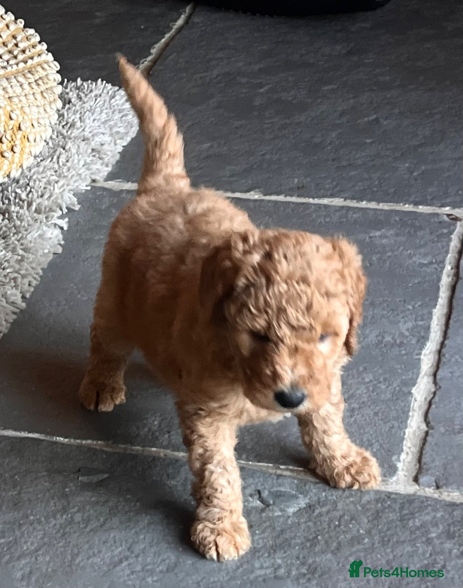 Goldendoodle dogs GOLDENDOODLE MALE PUPPIES F1b  - Advert 1