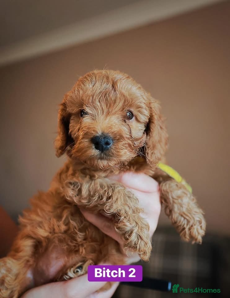 Cockapoo dogs for sale: F1B Toy Cockapoos for sale in Alexandria - Advert 5