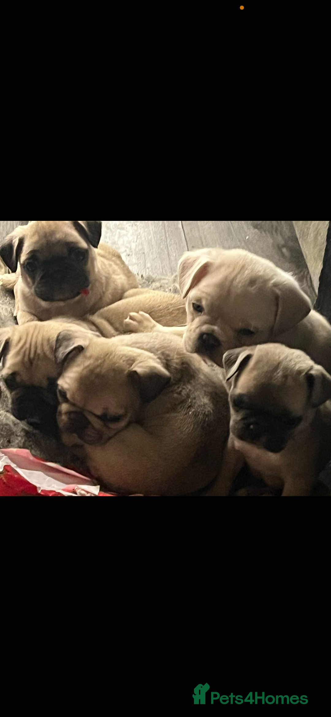 Frug dogs for sale: Pug puppies  - Advert 5