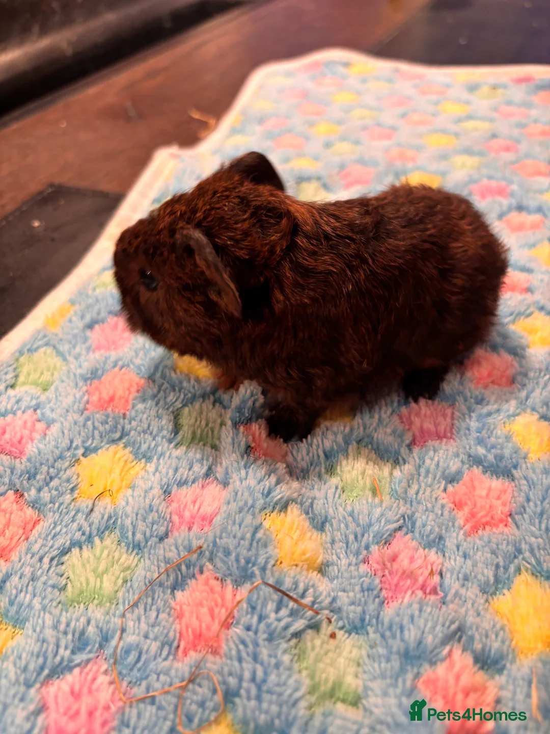 Guinea Pig rodents for sale: Teddy guinea pigs. in Bromsgrove - Advert 3
