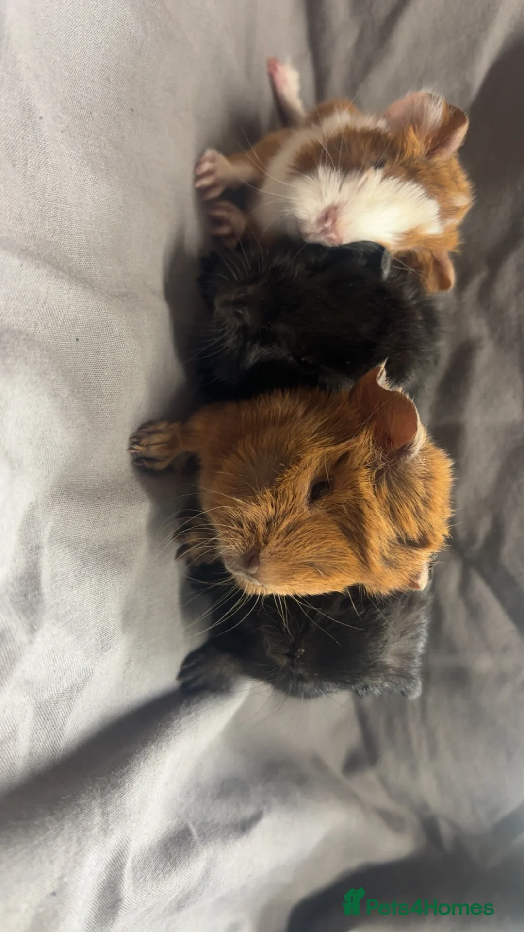 Guinea Pig rodents for sale: Girls ready now  - Advert 19