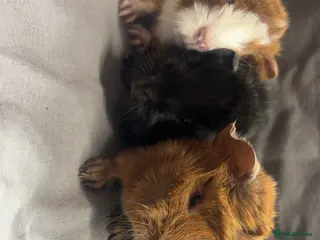 Guinea Pig rodents Girls ready now - Advert 11