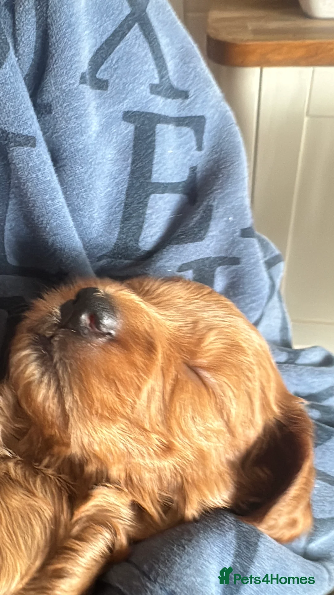 Cockapoo dogs for sale: Cockapoo Puppy  - Advert 24