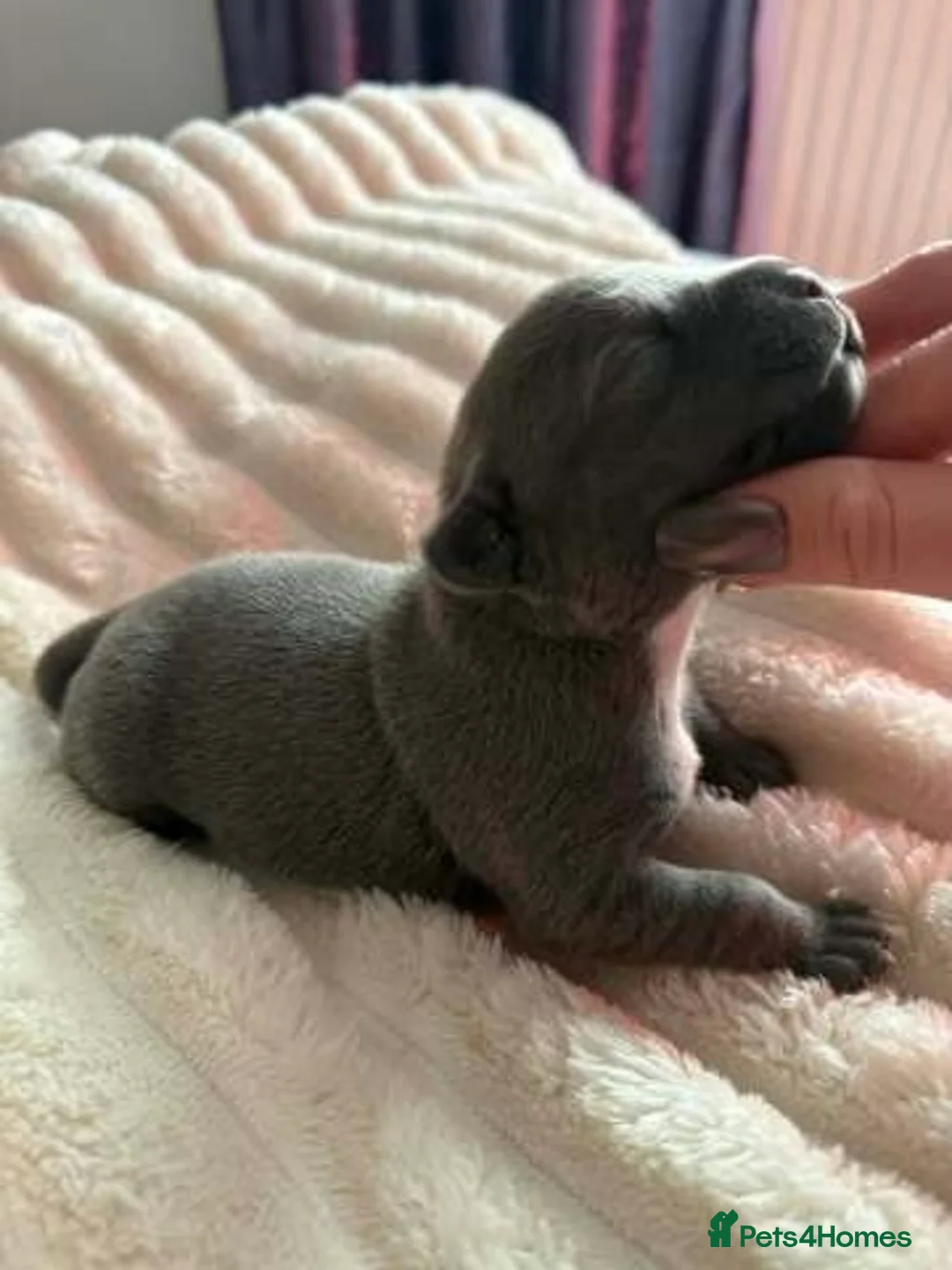 Staffordshire Bull Terrier dogs for sale: Stunning 100% Outstanding Staffy Puppies  - Advert 12