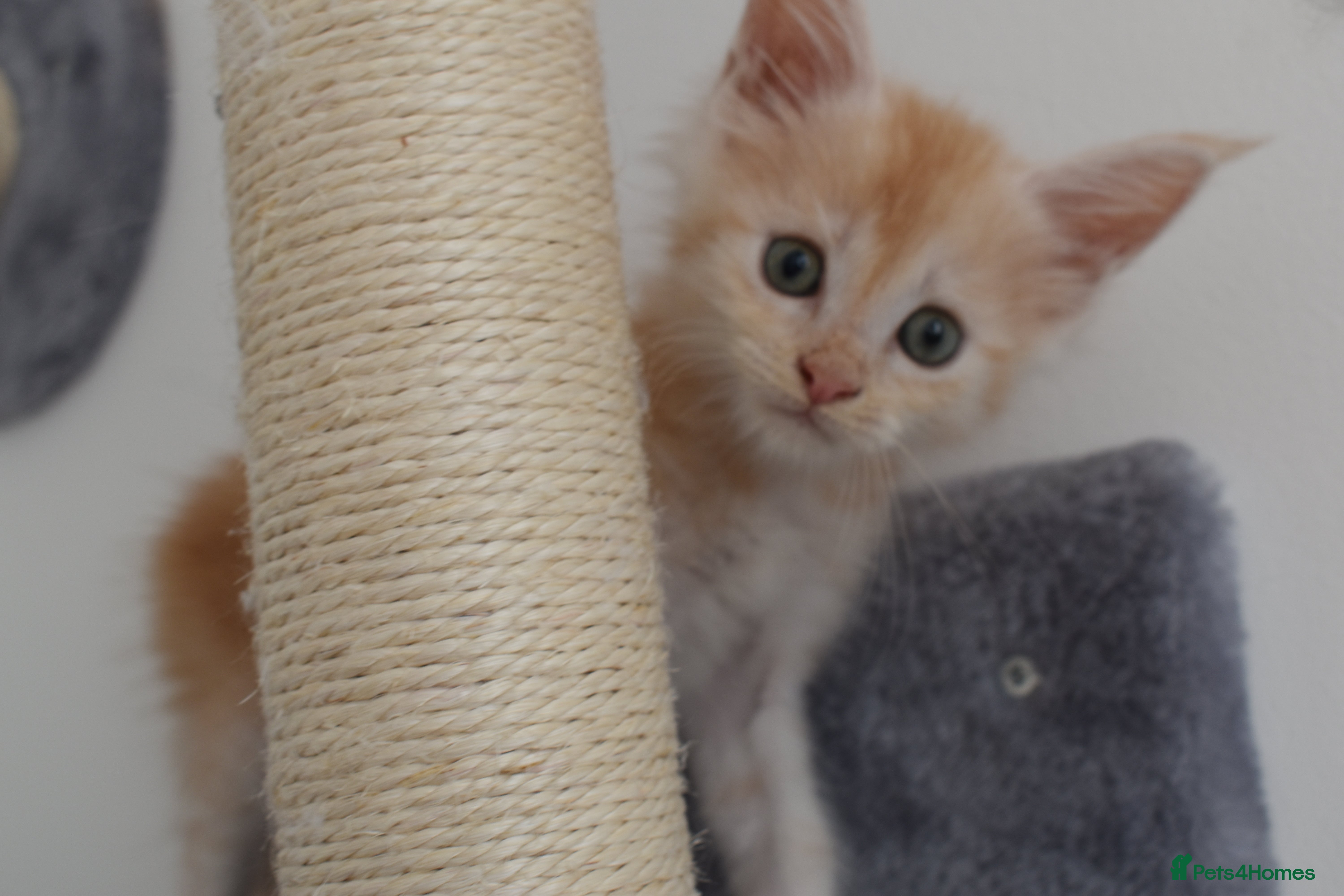 Maine Coon cats Majestic fluffballs FOR SALE - Advert 2
