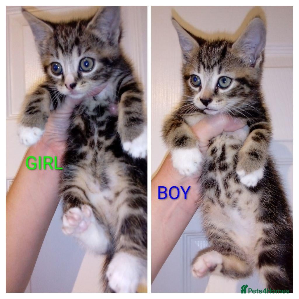 Mixed Breed cats Bengal x British shorthair kittens  - Advert 15