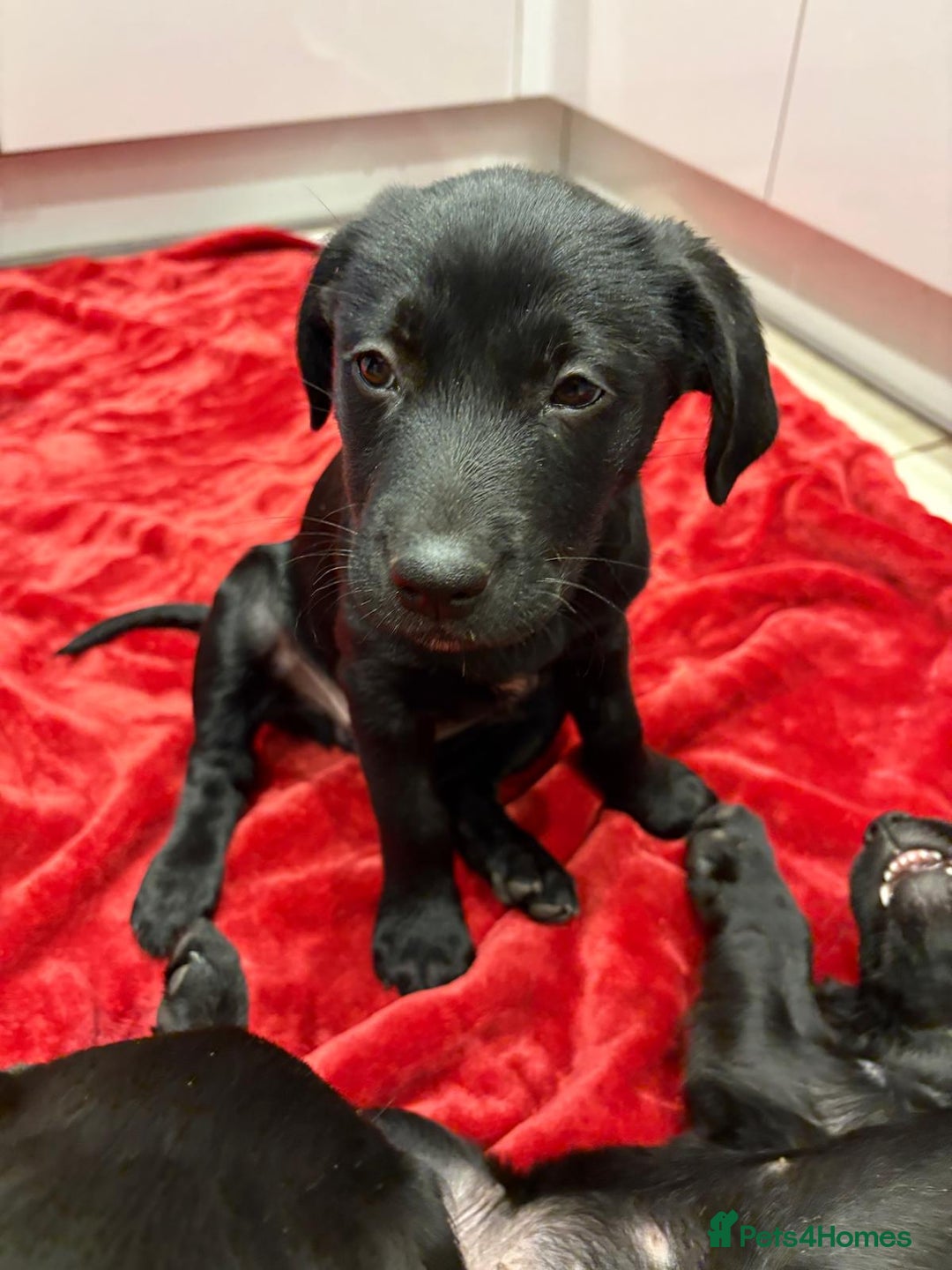 Mixed Breed dogs for sale: Rare black golden cocker puppies - Image 24