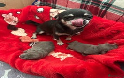 Chihuahua dogs for sale: Lilac chihuahua girls - Image 1