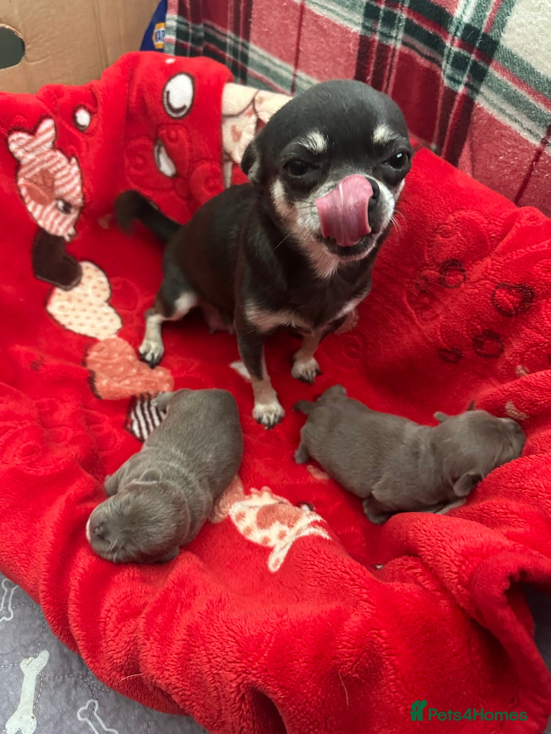 Chihuahua dogs for sale: Lilac chihuahua girls - Image 1