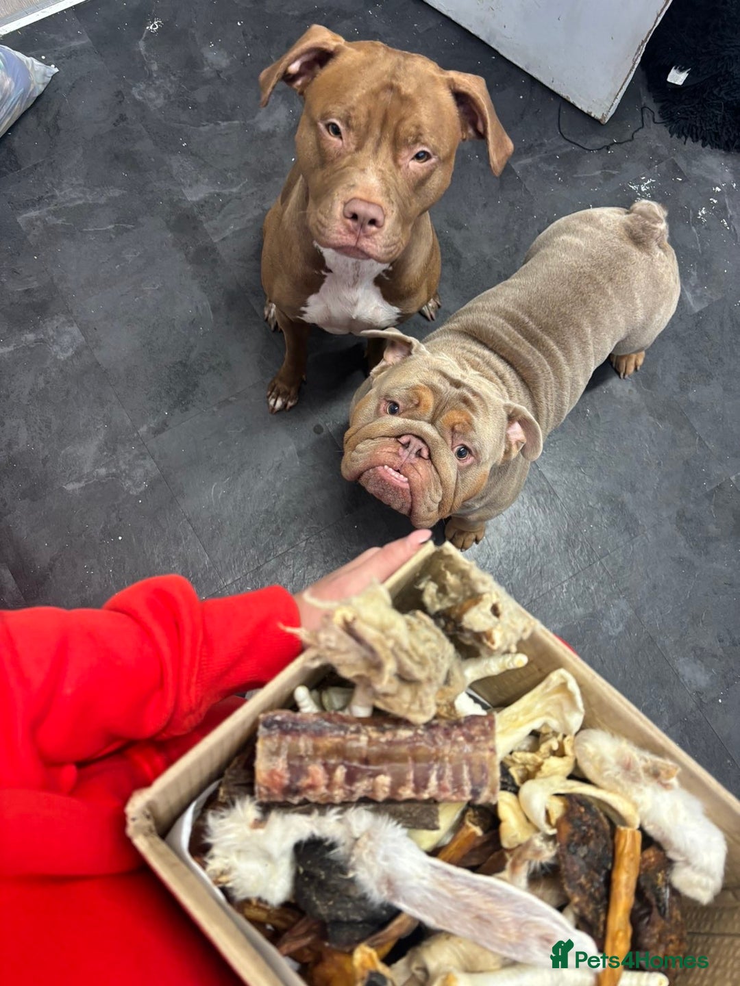 English Bulldog dogs for stud: English Bulldog (Stud) - Advert 12